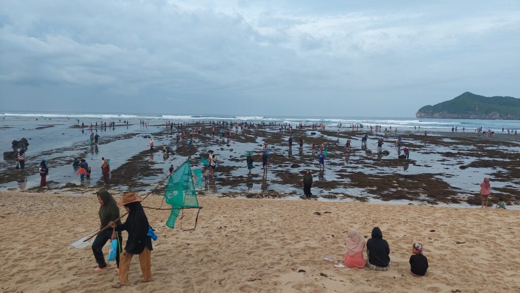 Foto: Maysrakat Padati Tradisi Bau Nyale di Pantai Sekongkang. (Media KSB)