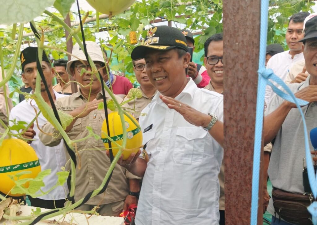 Foto: Bupati KSB, H. Amar Nurmansyah saat memimpin panen perdana melon hidroponik di Lahan Balai Benih Induk (BBI), Kecamatan Poto Tano