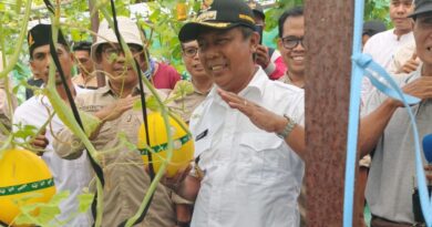 Foto: Bupati KSB, H. Amar Nurmansyah saat memimpin panen perdana melon hidroponik di Lahan Balai Benih Induk (BBI), Kecamatan Poto Tano