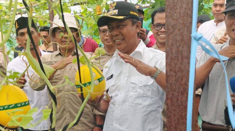 Foto: Bupati KSB, H. Amar Nurmansyah saat memimpin panen perdana melon hidroponik di Lahan Balai Benih Induk (BBI), Kecamatan Poto Tano