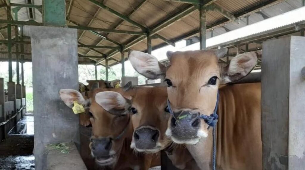 Foto: Ilustrasi program penggemukan sapi bali si Sumbawa Barat