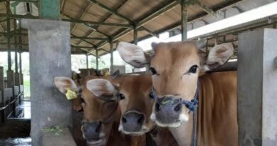 Foto: Ilustrasi program penggemukan sapi bali si Sumbawa Barat