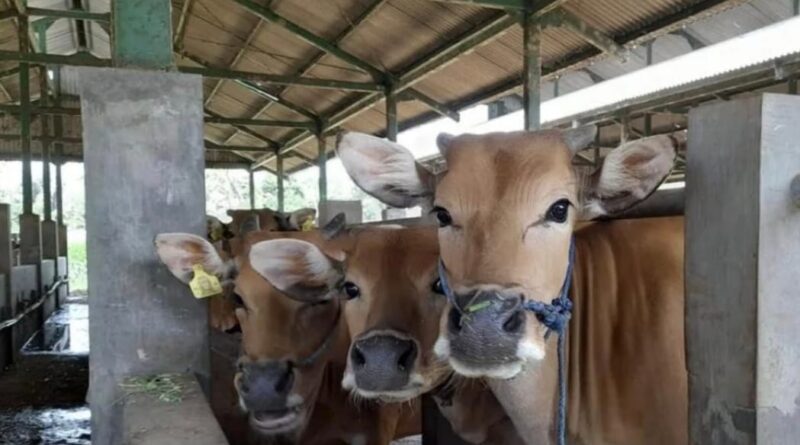 Foto: Ilustrasi program penggemukan sapi bali si Sumbawa Barat