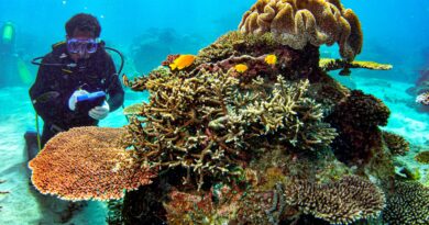 Foto: Konservasi terumbu karang buatan AMMAN di Gili Balu