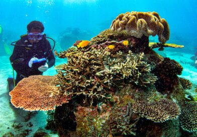 Foto: Konservasi terumbu karang buatan AMMAN di Gili Balu