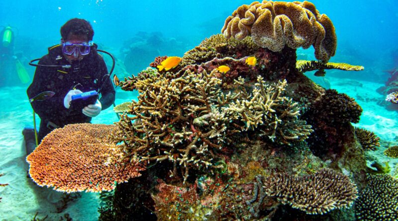 Foto: Konservasi terumbu karang buatan AMMAN di Gili Balu