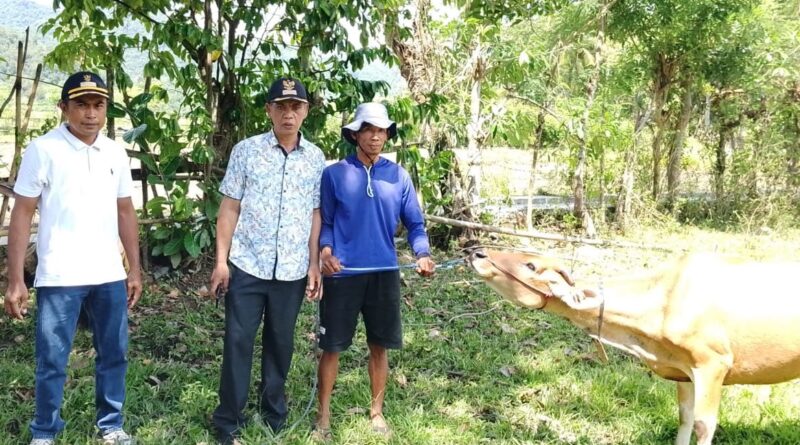 Foto: Penyerahan Bantuan Sapi Kepada Masyarakat oleh Kepala Desa Rempe, Abdul Wahab (dok. Media KSB)