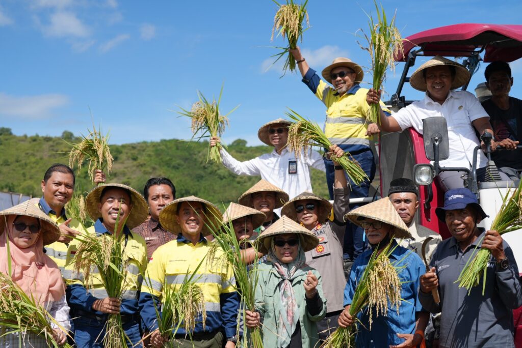Foto: Panen Perdana Padi Organik AMMAN bersama Pemerintah KSB (dok. AMMAN)
