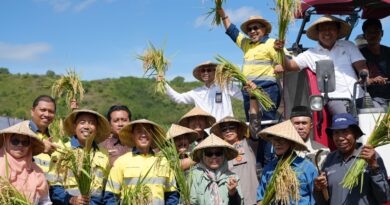 Foto: Panen Perdana Padi Organik AMMAN bersama Pemerintah KSB (dok. AMMAN)