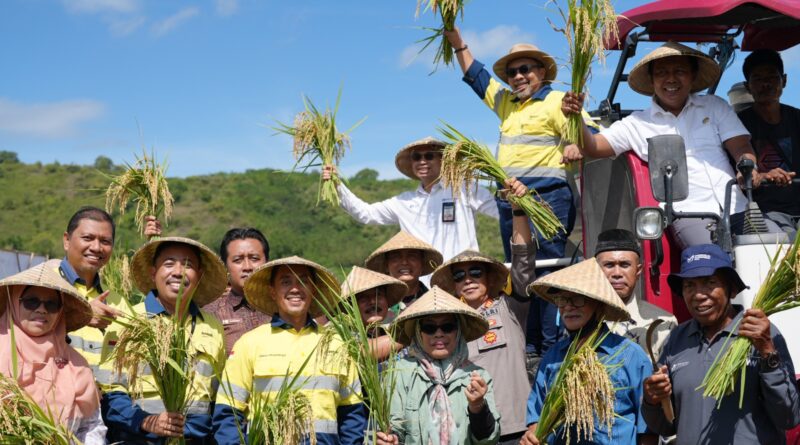 Foto: Panen Perdana Padi Organik AMMAN bersama Pemerintah KSB (dok. AMMAN)