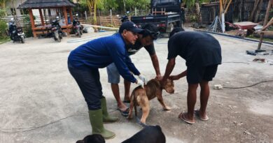 Foto: Vaksinasi Rabies di Kecamatan Taliwang (dok. Keswan)
