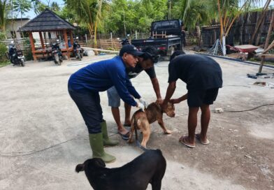 Foto: Vaksinasi Rabies di Kecamatan Taliwang (dok. Keswan)