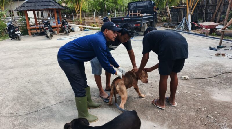 Foto: Vaksinasi Rabies di Kecamatan Taliwang (dok. Keswan)