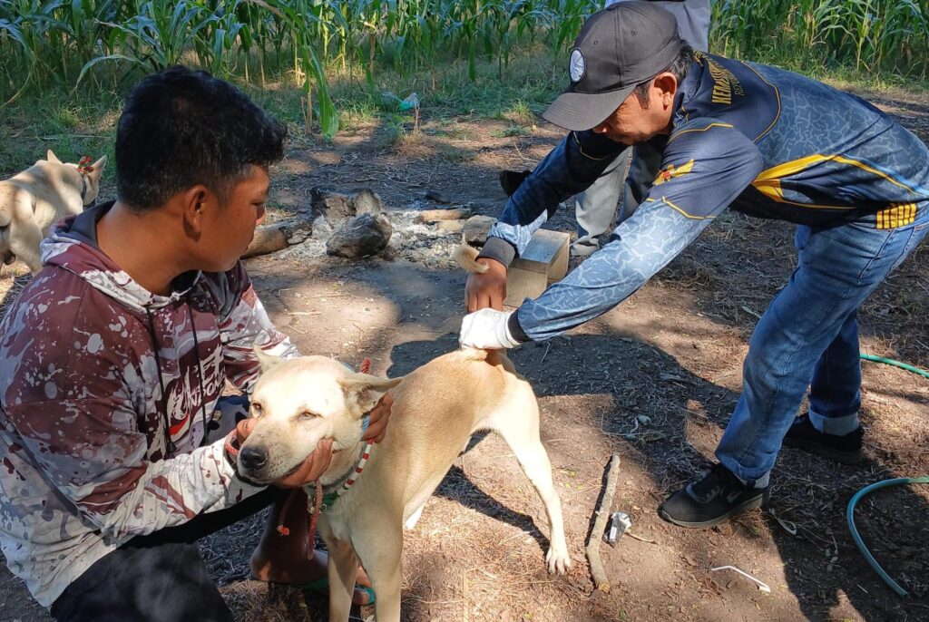 Foto: Vaksinasi hewan oleh tim Distan KSB dan Puskeswan.