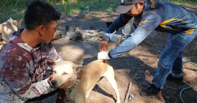 Foto: Vaksinasi hewan oleh tim Distan KSB dan Puskeswan.