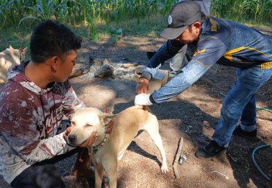 Foto: Vaksinasi hewan oleh tim Distan KSB dan Puskeswan.