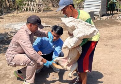 Foto: Kegiatan surveilans dan monitoring PHMS Distan KSB bersama BBVet Denpasar. (dok. Distan KSB)