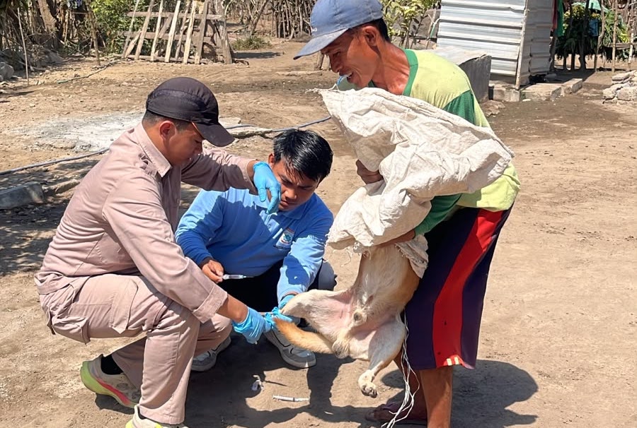Foto: Kegiatan surveilans dan monitoring PHMS Distan KSB bersama BBVet Denpasar. (dok. Distan KSB)